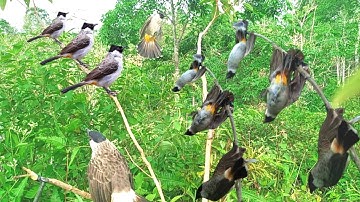 emang boleh setegang ini !! mikat BURUNG KUTILANG liar auto raih banyak tropy