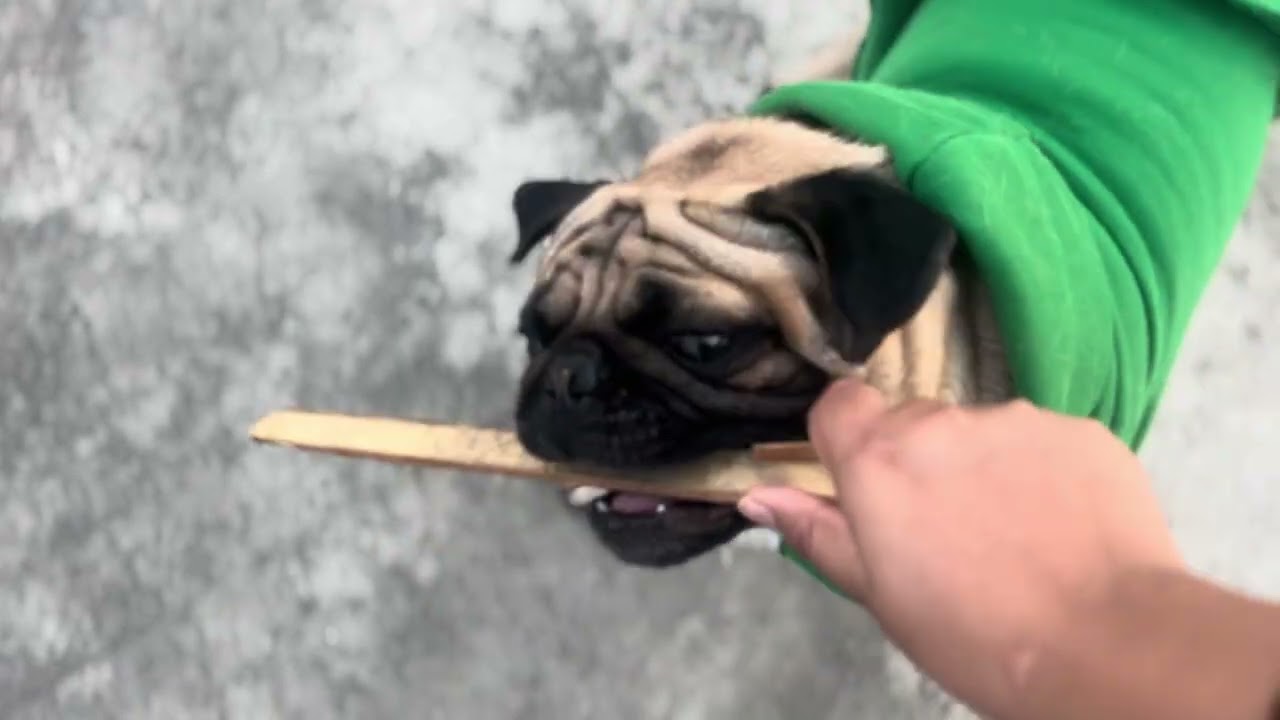 Pug dog funny moment!!❤️🩵💚