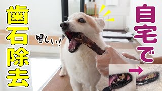 長年困っていた愛犬の歯石が取れました！【歯石除去】