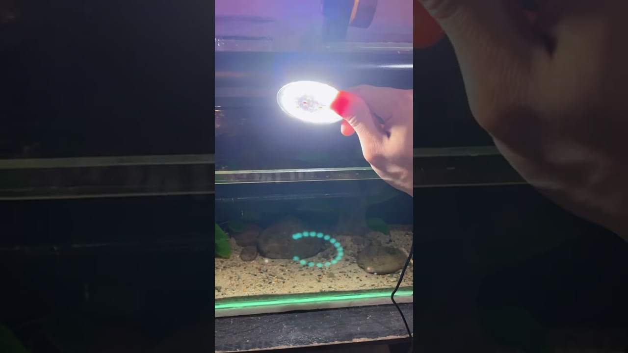 lampu aquarium dengan 3 warna 