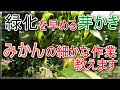 【緑化促進】柑橘の芽かき作業伝授【力を蓄える】