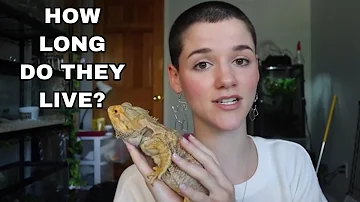 How long do male bearded dragons live?