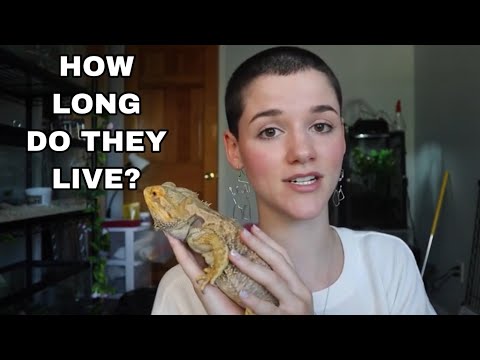 Video: Kiek ilgai paprastai gyvena barzdoti drakonai?