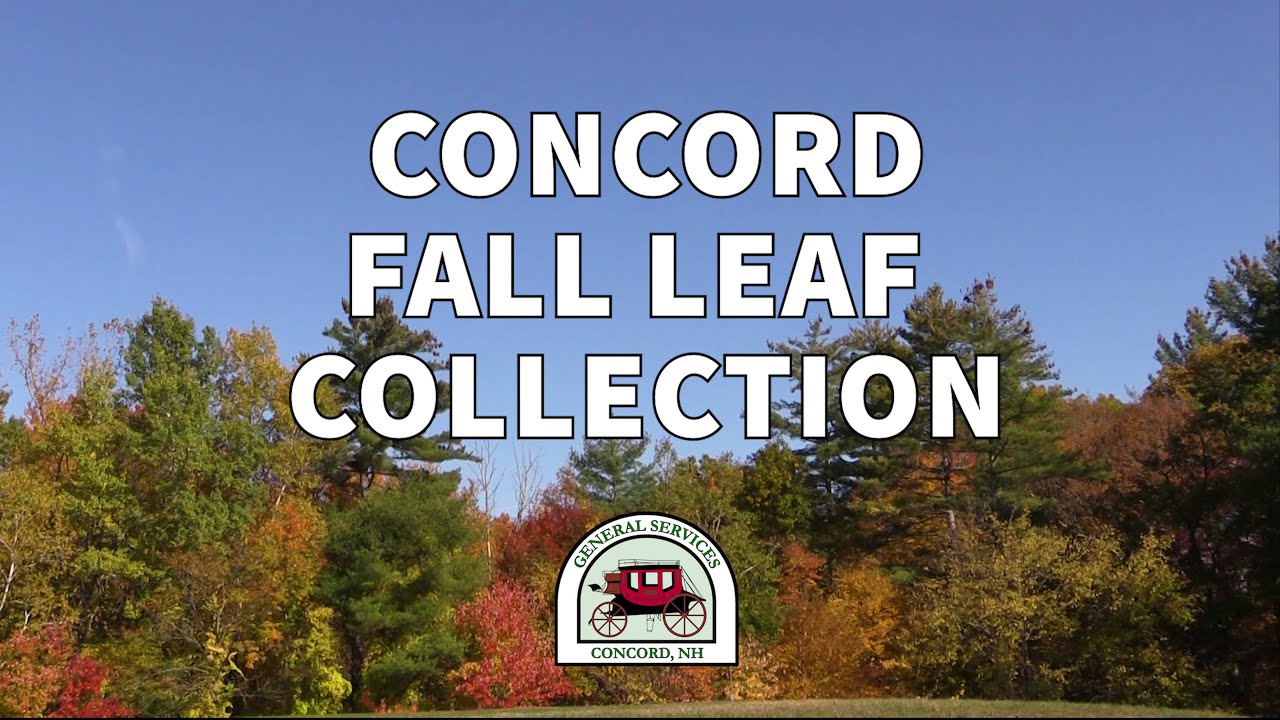 Concord Fall Leaf Collection YouTube