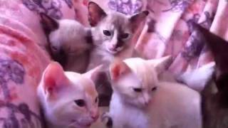 Zephanco Tonkinese cream kittens by zephanco 170 views 13 years ago 40 seconds