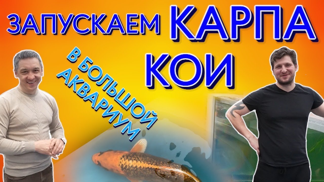 Запускаем карпа кои в большой аквариум. Карпы кои