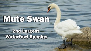 Mute Swan - Everything you NEED to know!