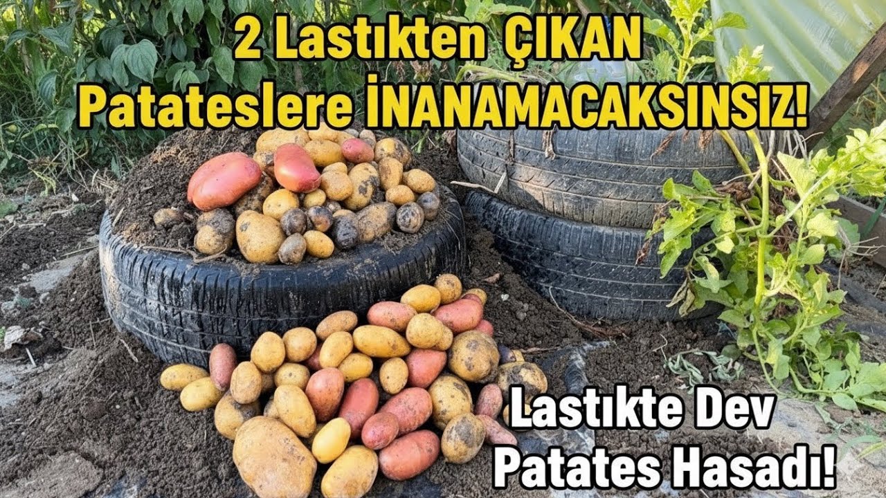 2 Eski Lastikten ÇIKAN Patateslere İNANAMAYACAKSINIZ! (Dev Hasat)