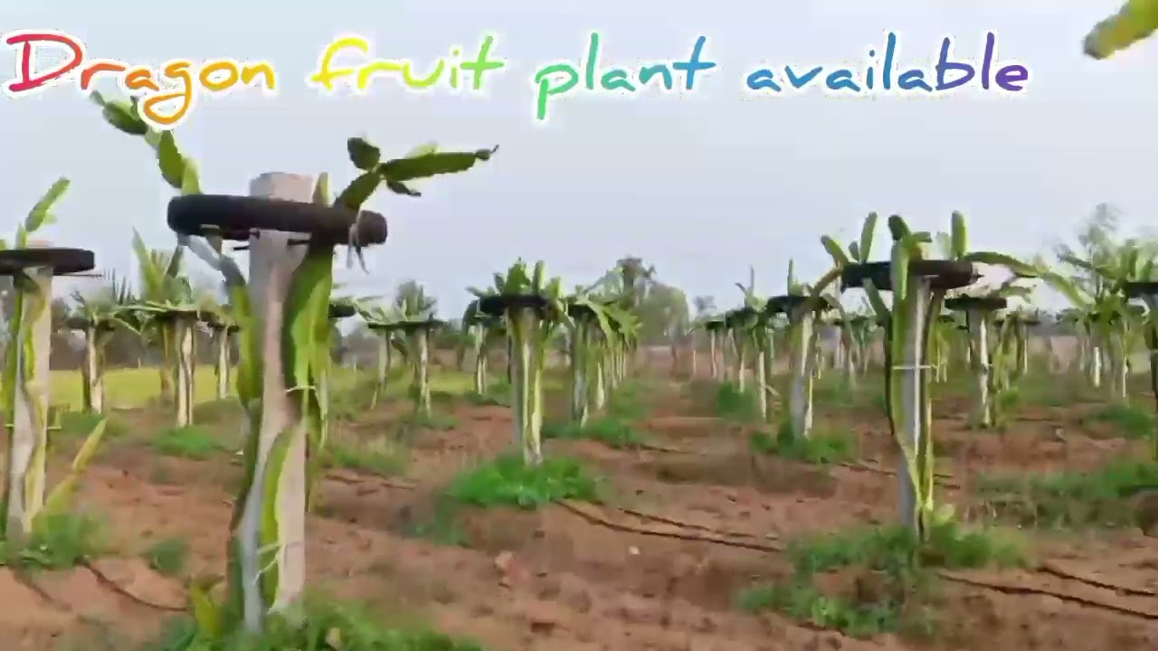 Dragon fruits purple fruit and plants available here 