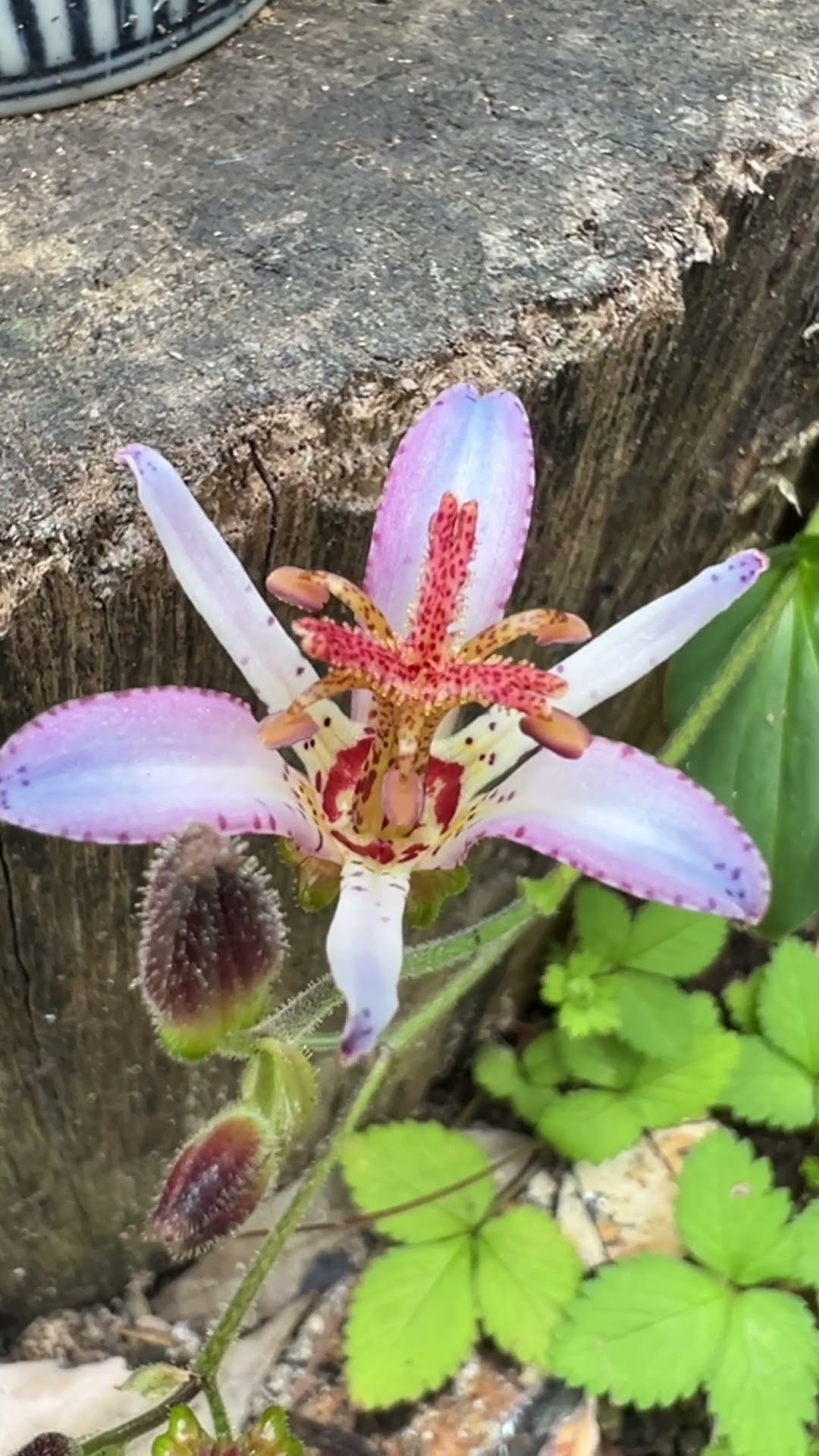 Tricyrtis formosana 08/19/2026 - YouTube