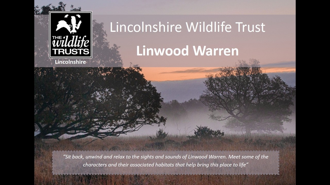 A Short Film on Linwood Warren