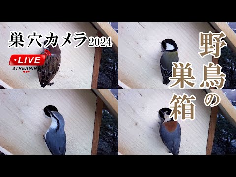 2024/01/02 野鳥の巣箱 巣穴カメラ Bird Nest Box Live Camera