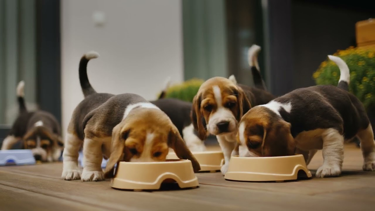 "🐾 The Very Hungry Beagles: Adorable Puppies Guaranteed to Make You Say 'Awww!' 🐶"