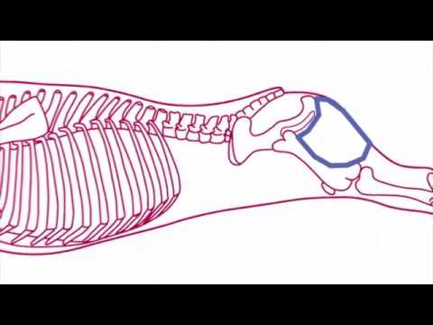 How to cut Tender Top Steaks - YouTube