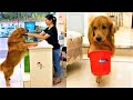 Smart dog #13 の動画、YouTube動画。