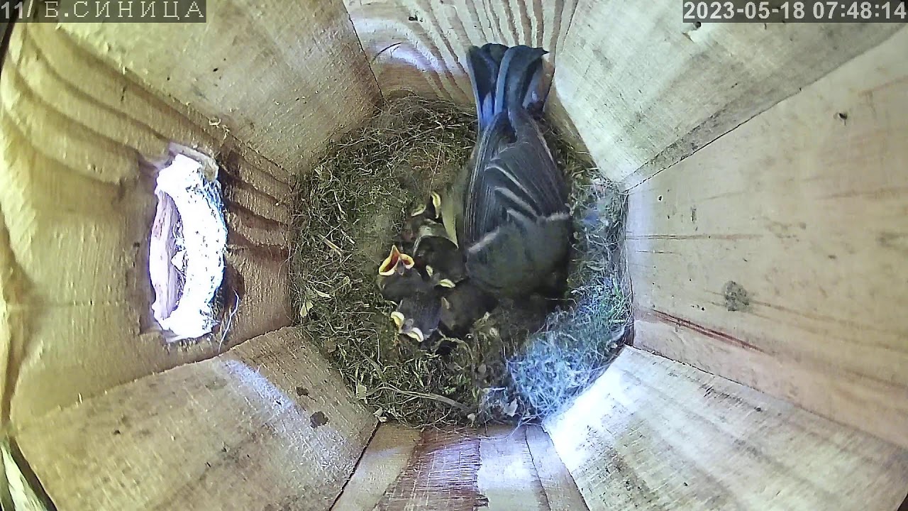 #онлайн_трансляция из гнезда синицы. Ночь 17-18 мая 2023 года. город ...