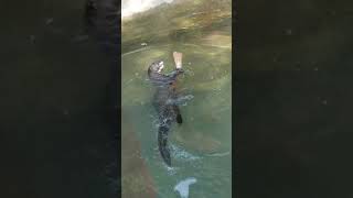 Giant Otters at Zoo Atlanta May 2019(1)