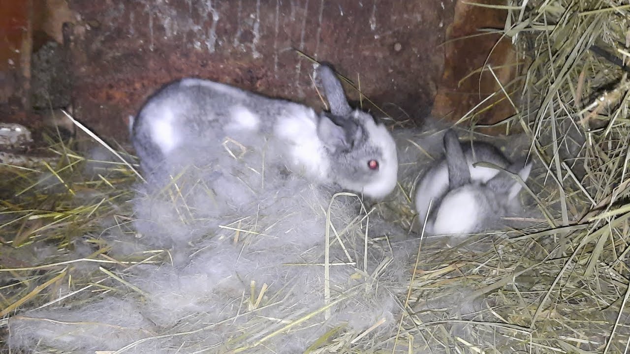 Evoluția iepurașilor + femele montat cu 3 masculi 🐇!
