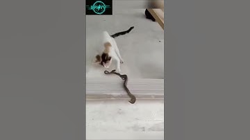 Cat vs. Snake Showdown: Wildlife Drama Unfolds!