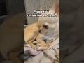 Are chihuahuas mean?