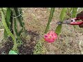 moracon red dragon fruit harvesting #dragonfruit #moraconred #vietnameseling #sinespinas 943754166