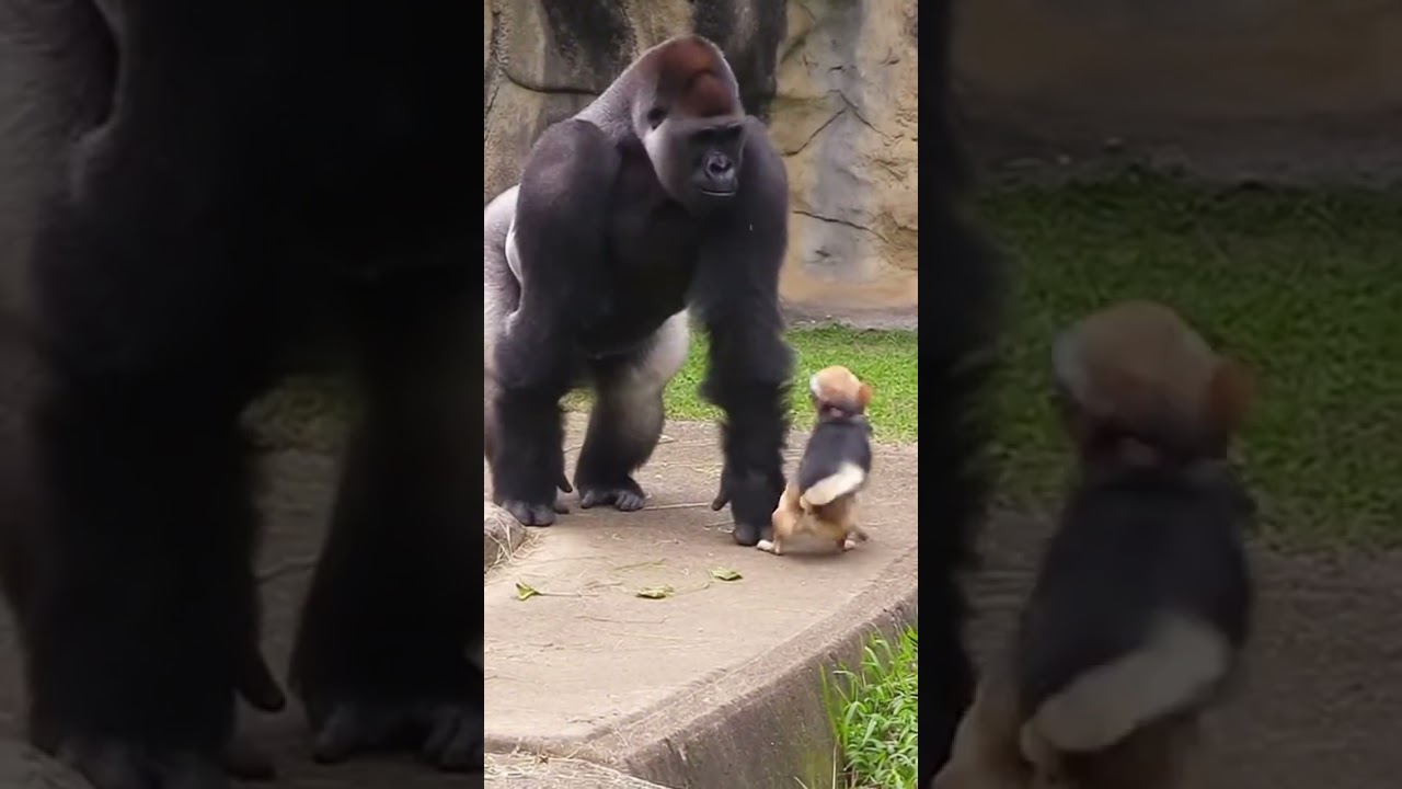 Mother Gorilla Reacts Instantly 🦍🔥