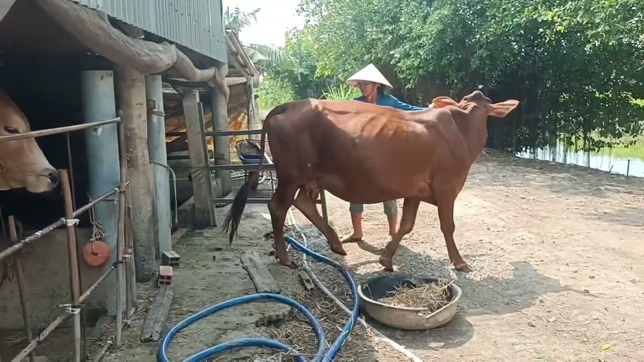 18 tháng 1 tiếp tục giao bò chữ đẹp về Trà Vinh 0984471687