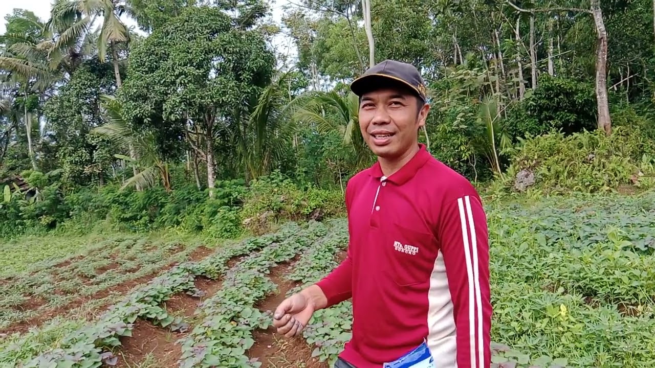 SIMAK RAHASIA  BESAR UNTUK UBI JALAR