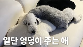 베들링턴테리어 처음봐?