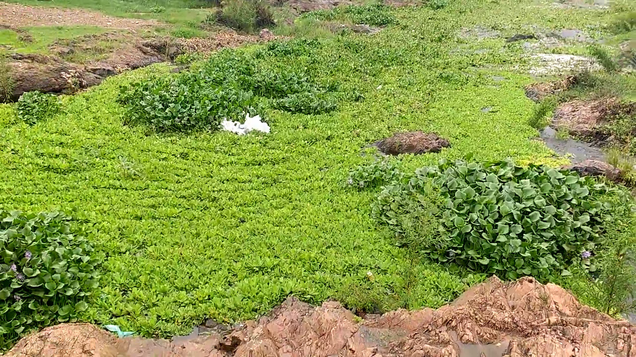 Rio enchendo . ( Rio cachoeira , Itabuna BA)