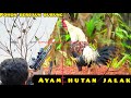 SURVIVAl,‼️ MENANGKAP IKAN MENGGUNAKAN BUBU DAN BERBURU PUNAI.