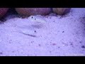 Callochromis pleurospilus spawning