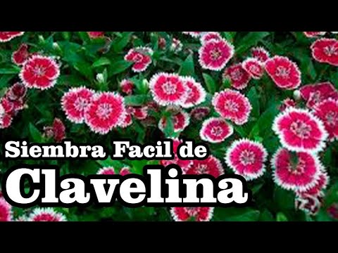 Clavelina (Mirabilis jalapa) - YouTube