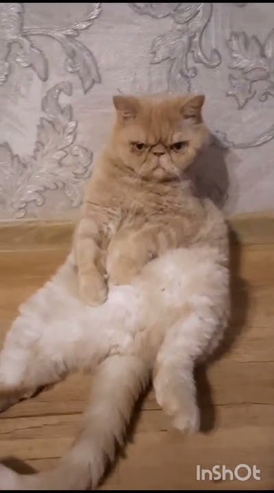 перситский кот подпишись если хочешь ещё видео с моим котом - YouTube