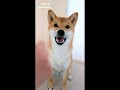 Videos de perros TikTok|Musical.ly