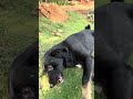 सोते हुए प्रिंस को सिक्योरिटी कर रहा है परेशान 😂🐾 | Funny Dog Moment #Viral YouTube video
