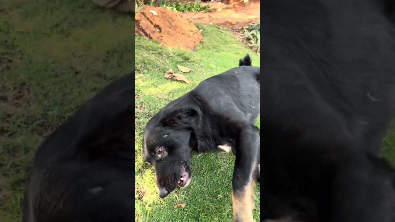 सोते हुए प्रिंस को सिक्योरिटी कर रहा है परेशान 😂🐾 | Funny Dog Moment #Viral YouTube video