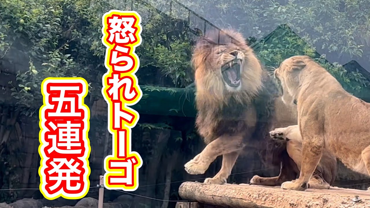 調子に乗ったトーゴくん🦁アニモちゃんに怒られる❗️ 8月3日 東武動物