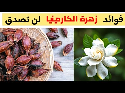 ما فوائد زهرة الكاردينيا او الغاردينيا منشأها والاستخداماتها للصحة تستحق التجربة