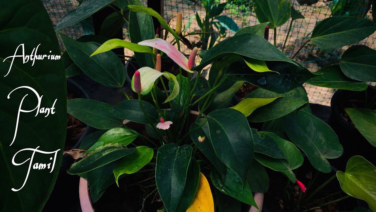 Anthurium Plant Anthurium care Anthurium Plant Tamil Laceleaf