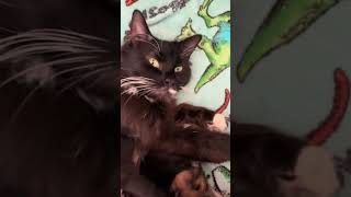 Adorable kittens feeding