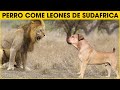 Cosas Que No Sabias De Los Perros Boerboel | Mastin Sudafricano