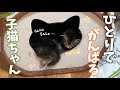 自分だけの力で動くようになった子猫ちゃん✨️ ぐんぐん成長する姿に感動しました😭.*･ﾟ