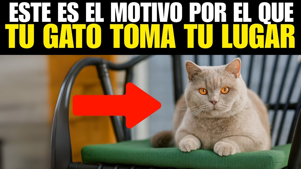 Si Tu Gato Toma Tu Asiento, Tiene Un Significado Claro