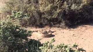 Quail hunting 2015