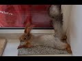 Бельчонок придумал новый способ бега в колесе!!!🤣 The squirrel has a new way of running in the wheel