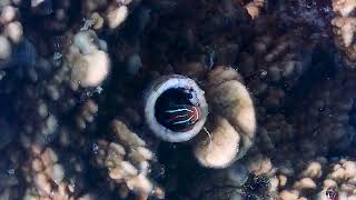 Fadol North Corner & West Wall Fadol Island Forgotten Islands Banda Sea
