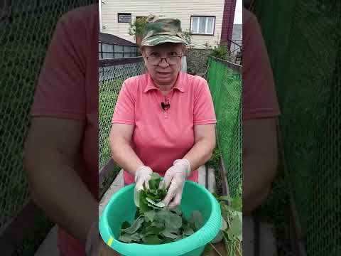 Ягоды еще не поспели, но малину пора заготавливать.
