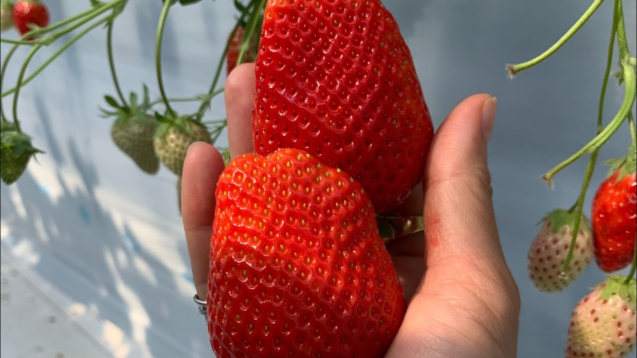 มาค่ะในสวน🍓🍓🍓#ep35 กินสะใจกินท้องแตกลูกใหญ่ๆ🍓🍓