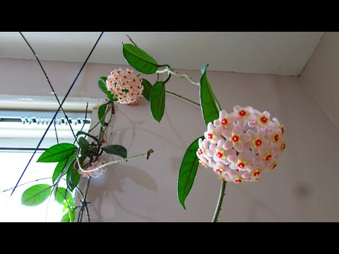 Βίντεο: Hoya Climbing Vines - Μάθετε πώς να φροντίζετε τα φυτά κεριού Hoya